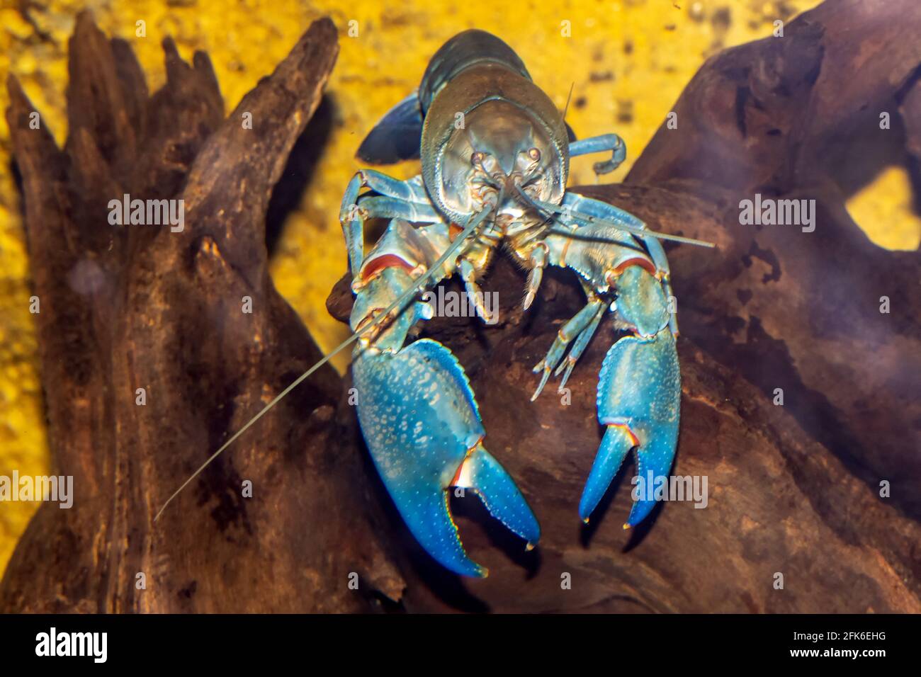 Close up of Australian Smooth Yabby Crayfish in aquarium Stock Photo ...