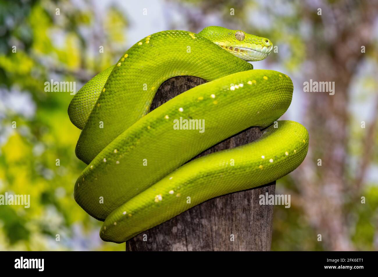 Australian Green Python curled up on tree Stock Photo - Alamy