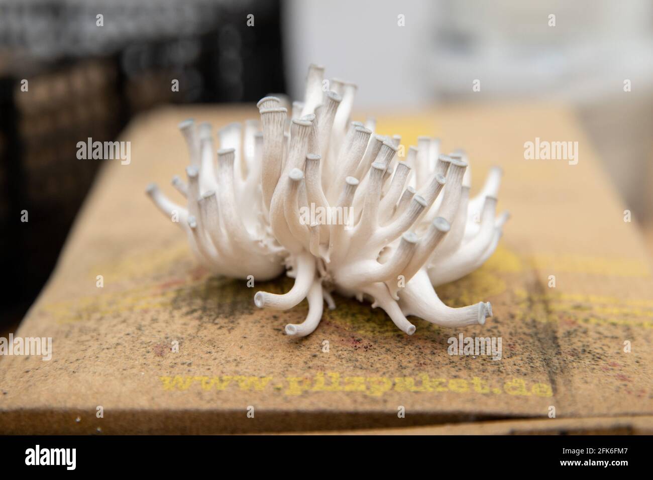 Nuremberg Germany 19th Apr 2021 Grey Oyster Mushrooms Grow From A Mushroom Growing Kit By Ralph Haydl A Mushroom Substrate Consisting Of Coffee Grounds With Mushroom Spawn The 41 Year Old From Nuremberg