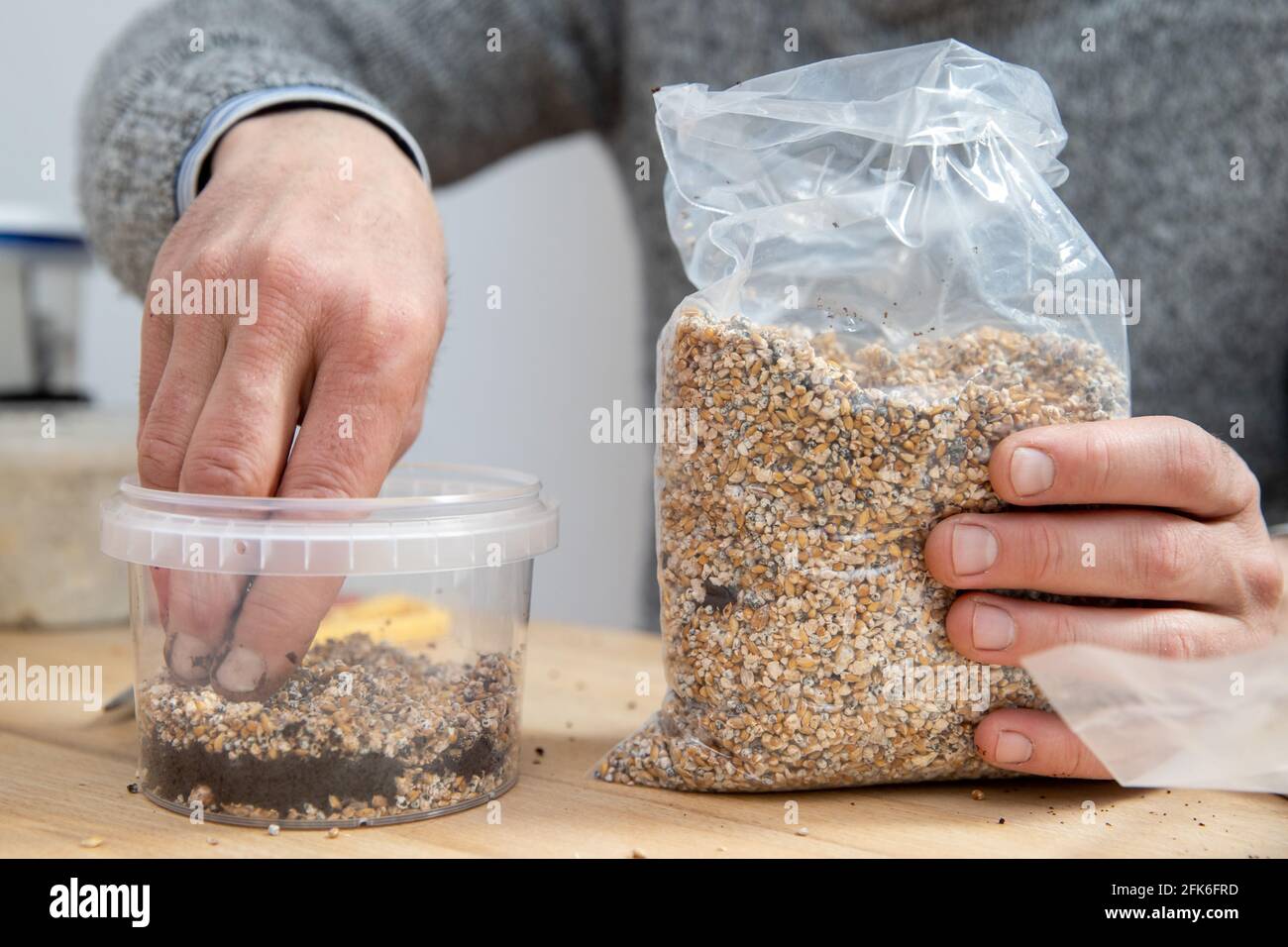 https://c8.alamy.com/comp/2FK6FRD/nuremberg-germany-19th-apr-2021-ralph-haydl-sprinkles-mushroom-spawn-and-coffee-grounds-into-the-pot-of-a-mushroom-growing-kit-for-oyster-mushrooms-the-41-year-old-from-nuremberg-has-been-selling-mushroom-cultivation-sets-for-several-years-with-which-you-can-grow-different-oyster-mushrooms-yellow-lemon-mushrooms-or-pink-rose-mushrooms-at-home-to-dpa-delicious-mushrooms-on-old-coffee-niche-or-trend-credit-daniel-karmanndpaalamy-live-news-2FK6FRD.jpg
