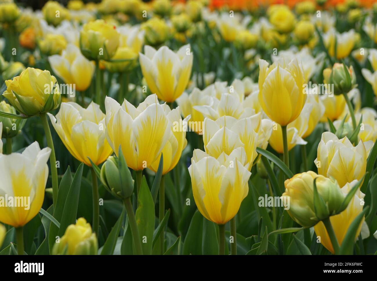 Beautiful bi-color of yellow and white Fosteriana tulip 'Sweetheart' flowers Stock Photo