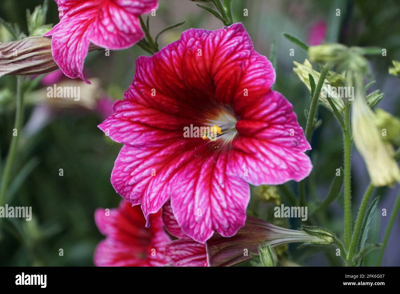 The bright colors of Painted-Tongue flowers, also known with scientific name Salpiglossis Sinuata Stock Photo