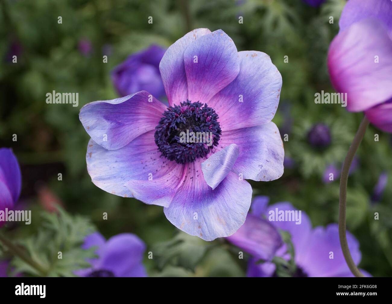 Close up of the stunning Poppy Anemone flower 'Monalisa Deep Blue' Stock Photo
