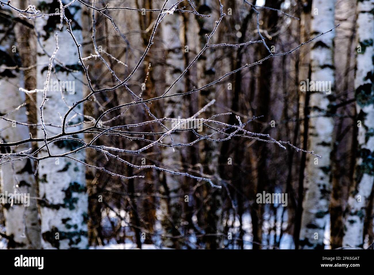 Thin branches without leaves covered with white frost on an indistinct background of birch trunks. Stock Photo