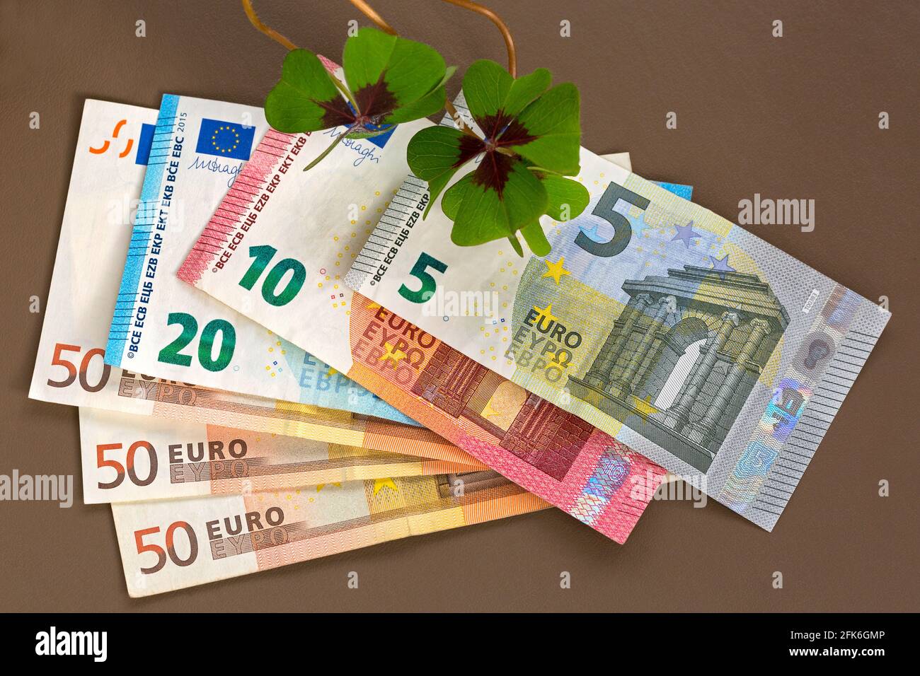 Lucky clover on Euro banknote money. Four-leaf sorrel with 4 hairy leaflets, also called Iron Cross (Oxalis Deppei) Stock Photo