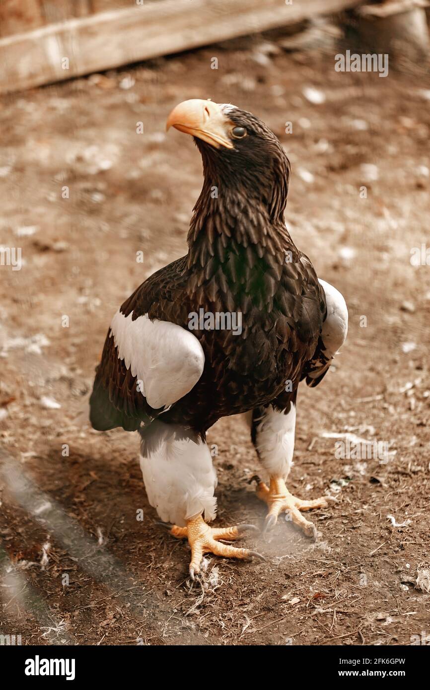Steller's sea eagle chick in the aviary. The program for the conservation and restoration of birds of prey in nature. Center for preliminary rehabilit Stock Photo
