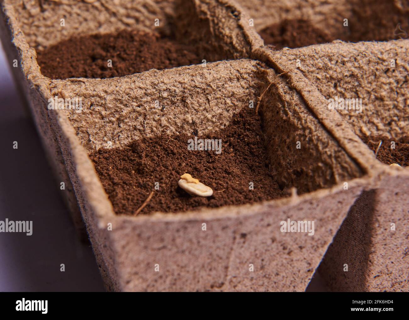 peat pot with planted seeds in the ground Stock Photo