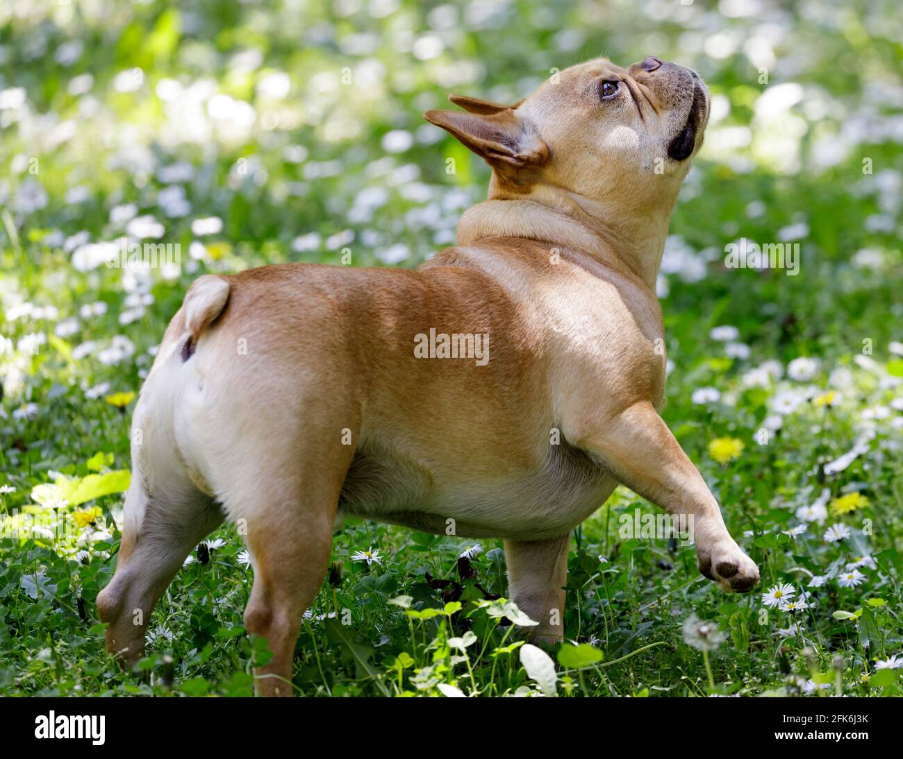 Animal body language hi-res stock photography and images - Alamy