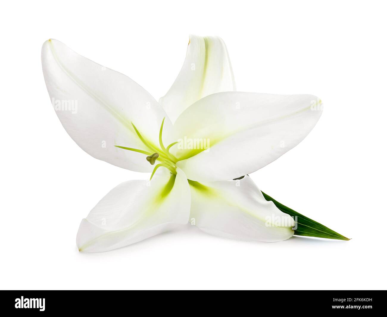 Beautiful lily flower on white background Stock Photo - Alamy