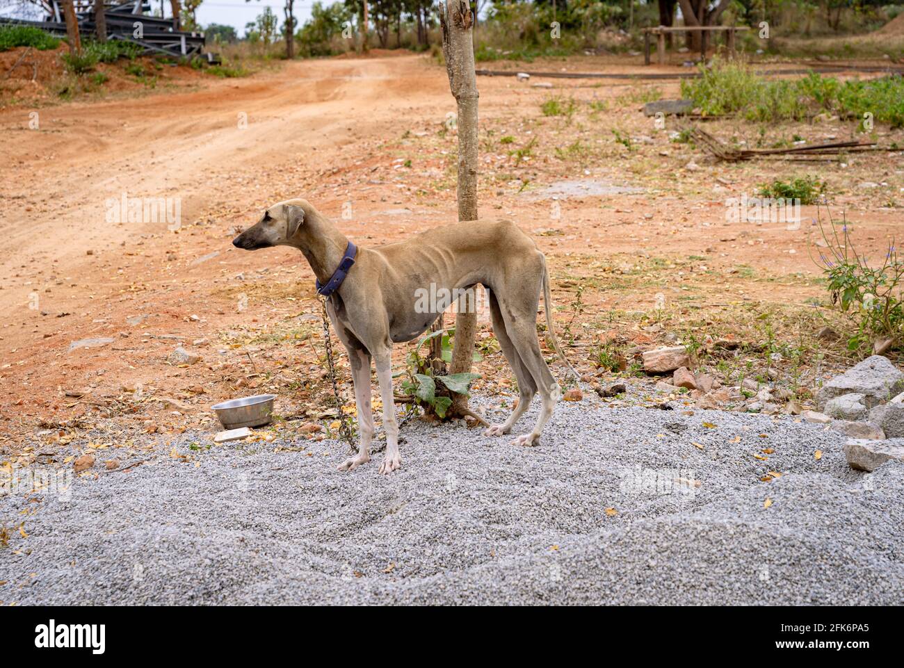 The Indian Ghost Hound or Rajapalayam is a famous dog breed in Tamil Nadu, India. Stock Photo