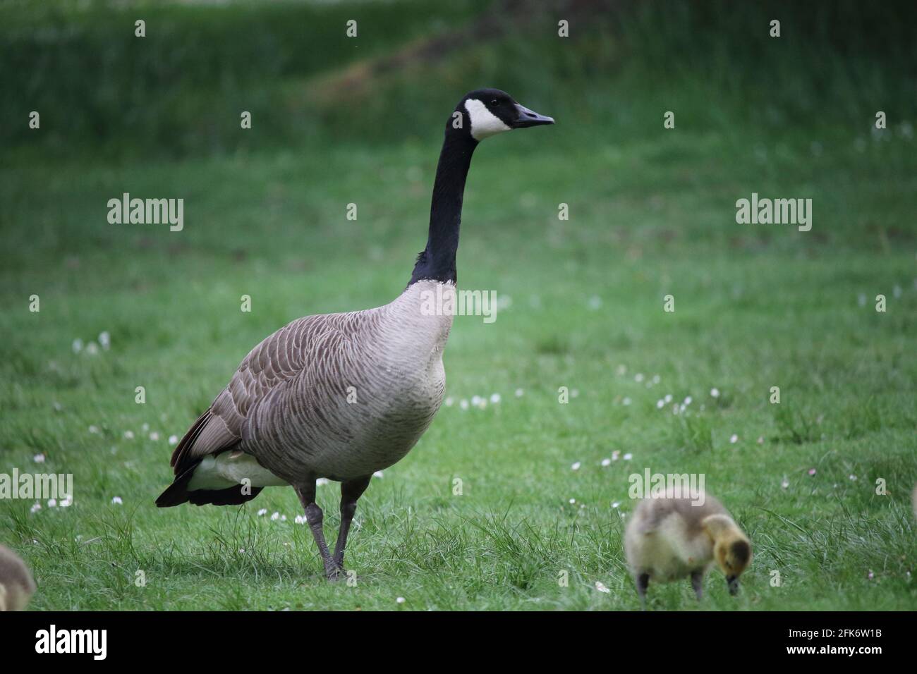 A parent Canada goose guards the gosling, Queen Elizabeth Park, Vancouver,  BC, Canada Stock Photo - Alamy