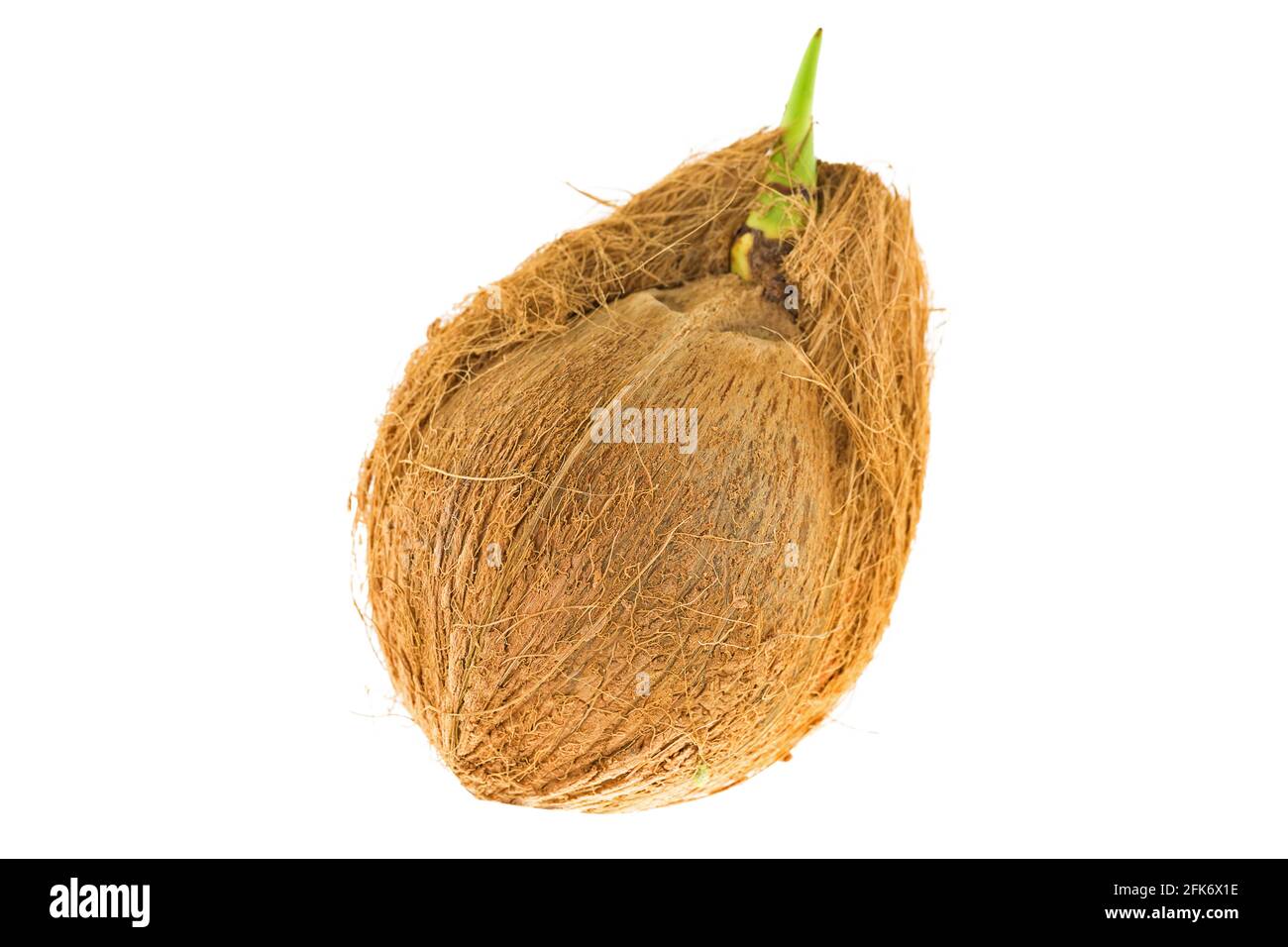 Old mature raw coconut shell with brown fiber and green sprout isolated on white background Stock Photo