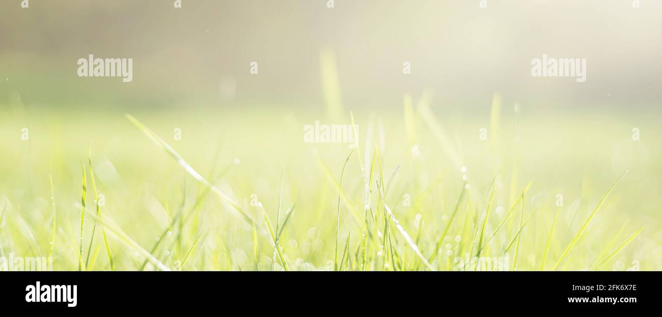 Blurred nature background. Plant growth in spring. Intense sunlight on the grass. Stock Photo
