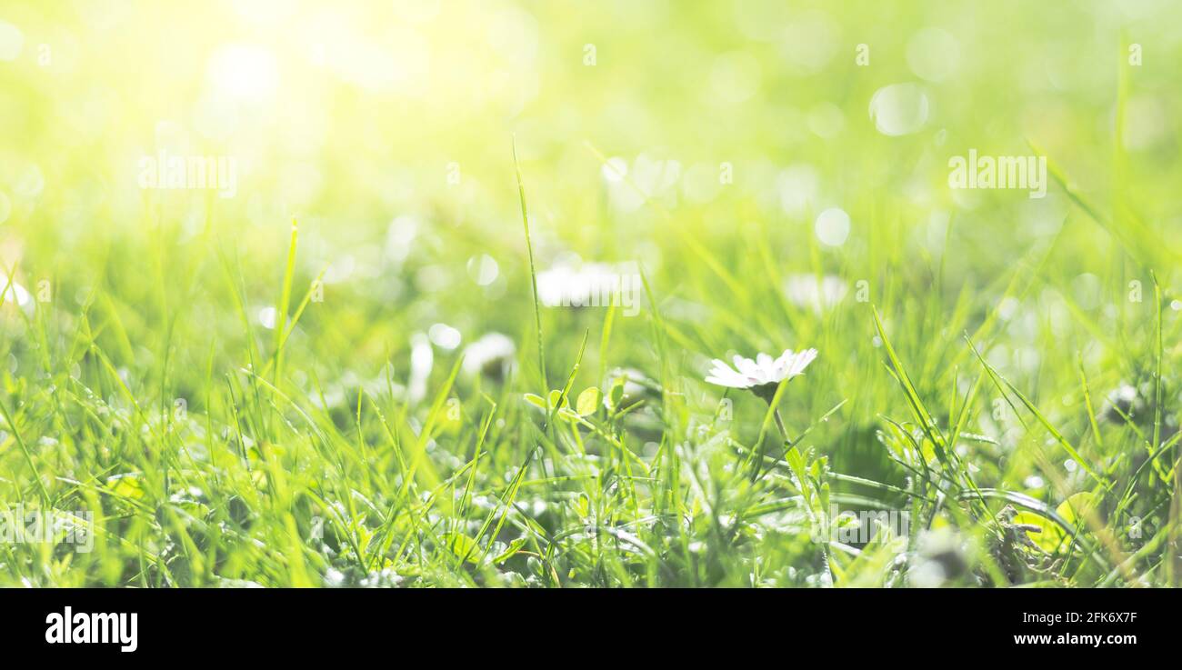 Blurred nature background. Plant growth in spring. Intense sunlight on the grass. Stock Photo