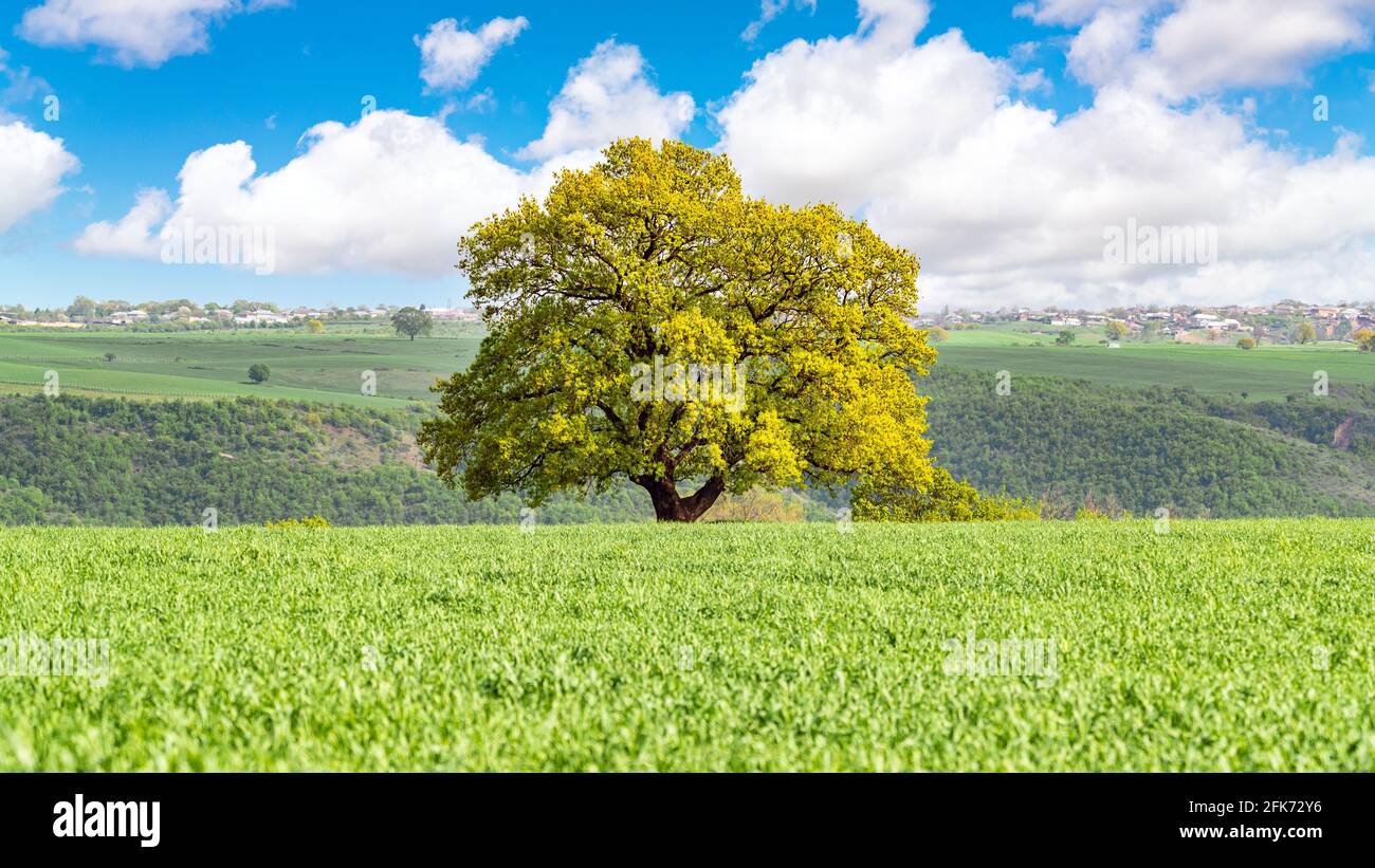 Lone oak in grass field hi-res stock photography and images - Alamy