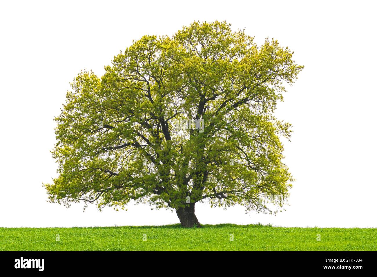 Lonely tree in a green field isolated on white Stock Photo - Alamy