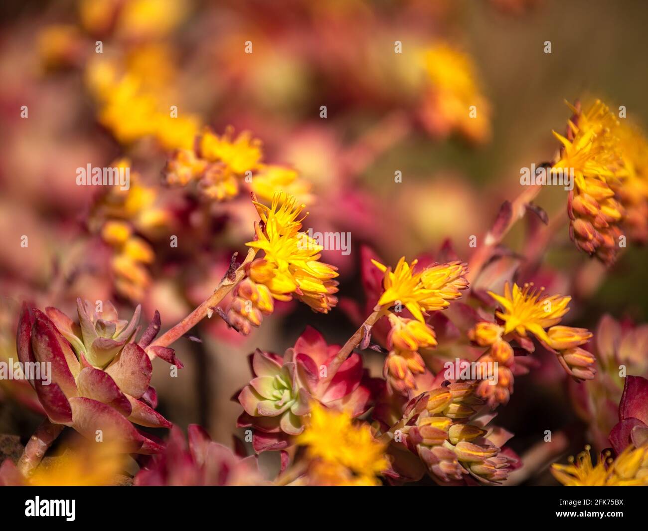 Closeup of rosettes of Sedum Palmeri flowers in warm light in spring Stock Photo