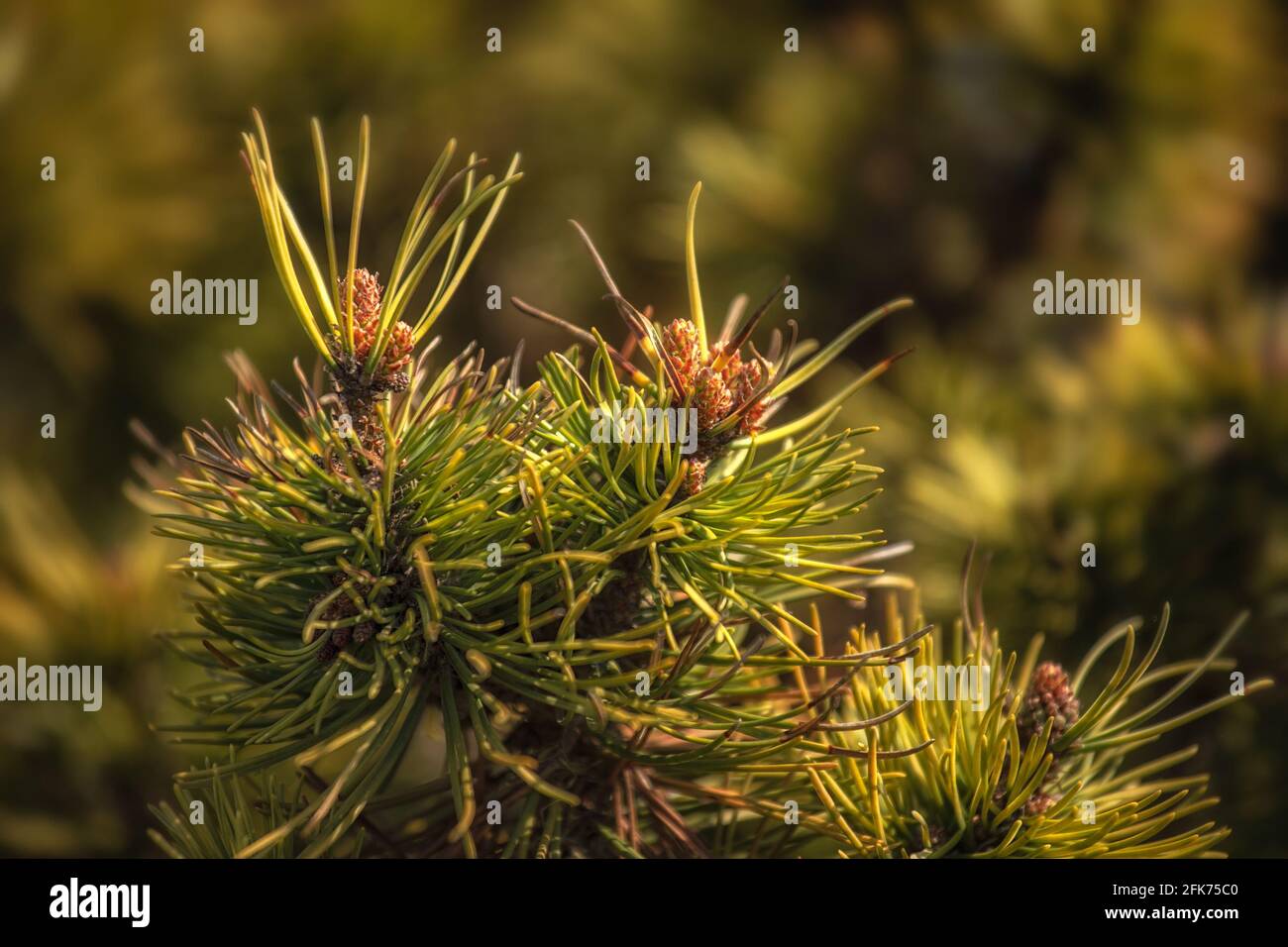 Closeup of conifer Pinus mugo 'Ophir' in spring in the UK Stock Photo