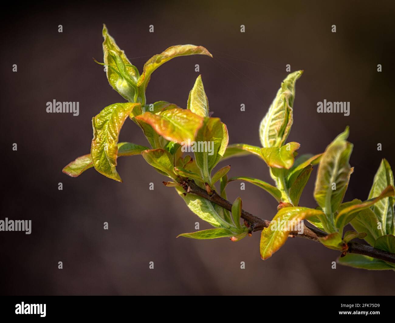 New growth of Medlar tree Mespilus germanica 'Nottingham' in spring in the UK Stock Photo