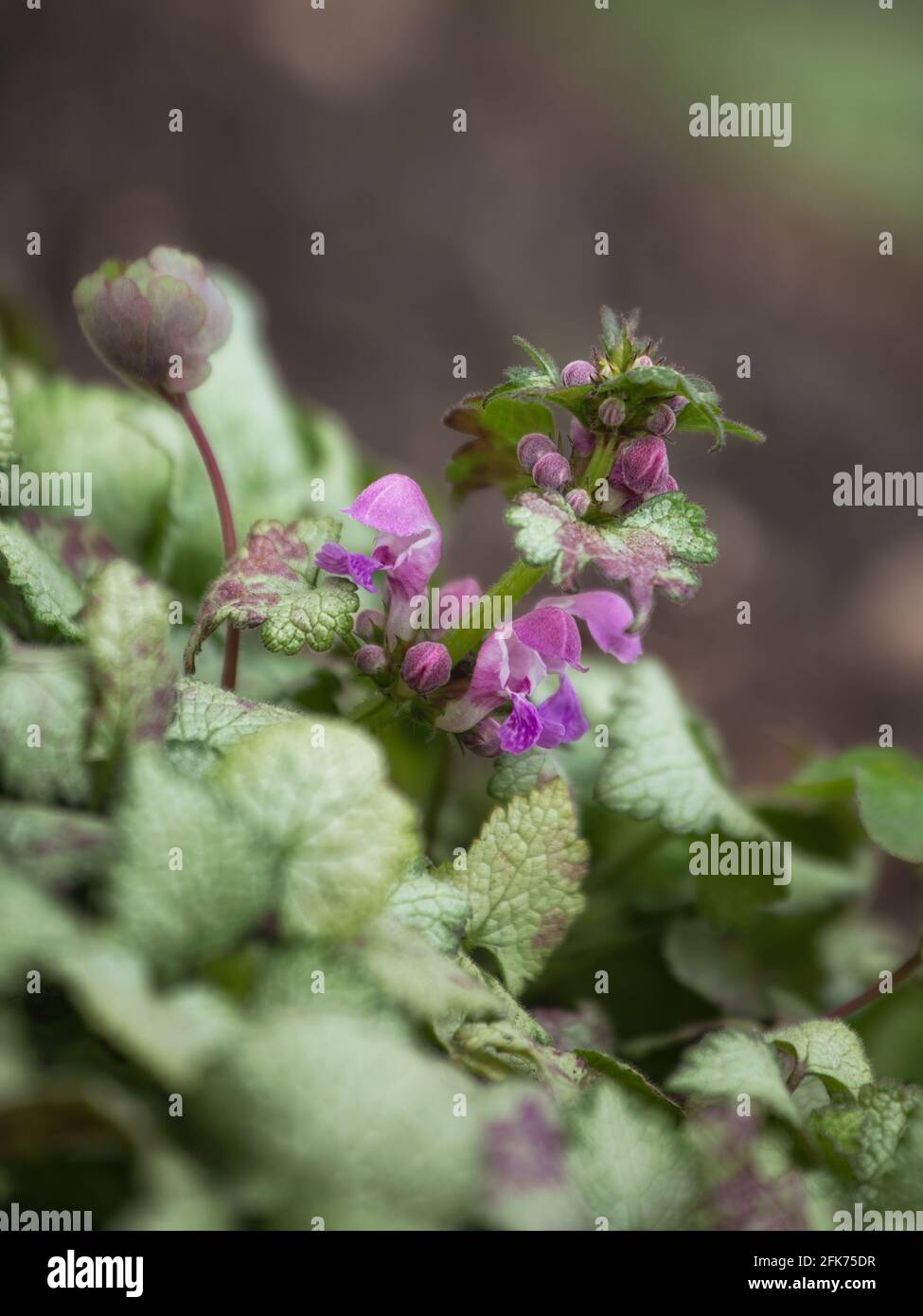 Closeup of the purple flowers of Lamium maculatum 'White Nancy' Stock Photo