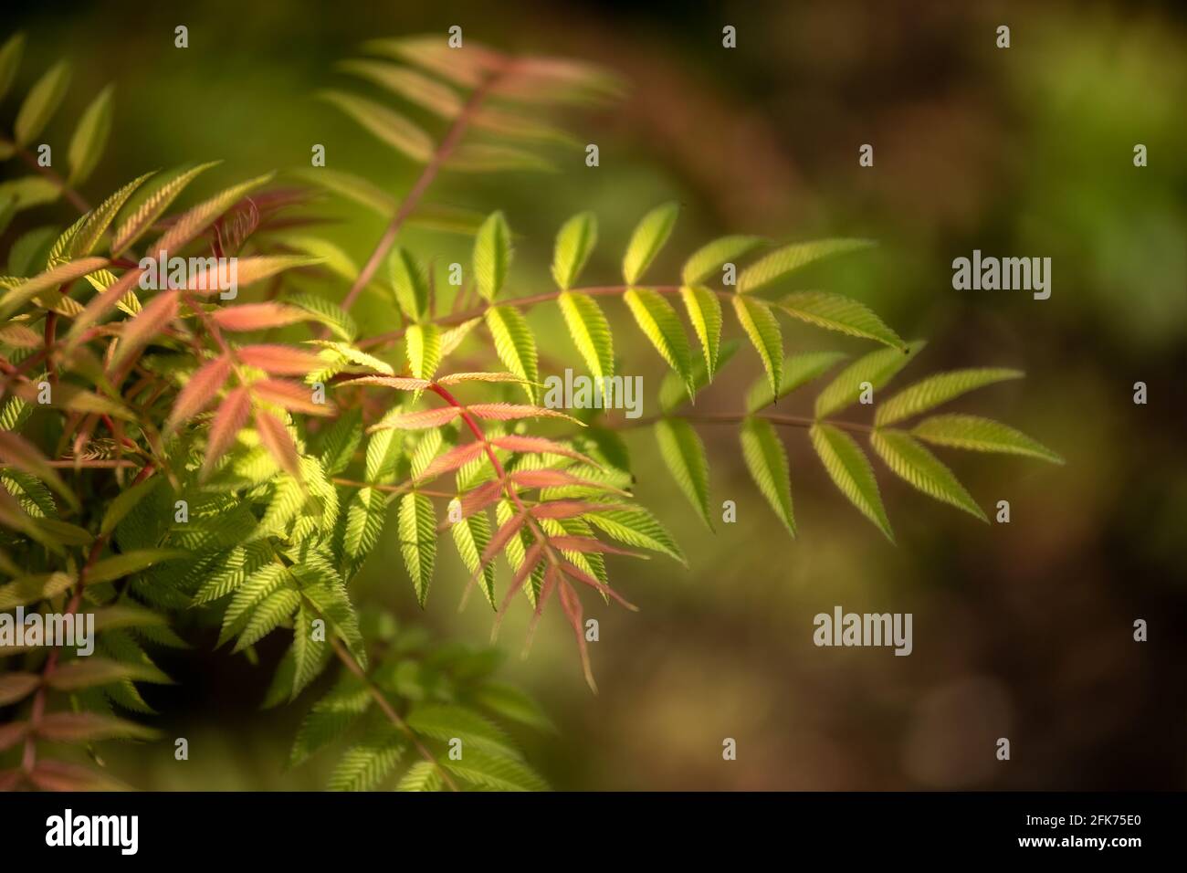 Closeup of the pinnate leaves of Sorbaria sorbifolia 'Sem' in spring in the UK Stock Photo