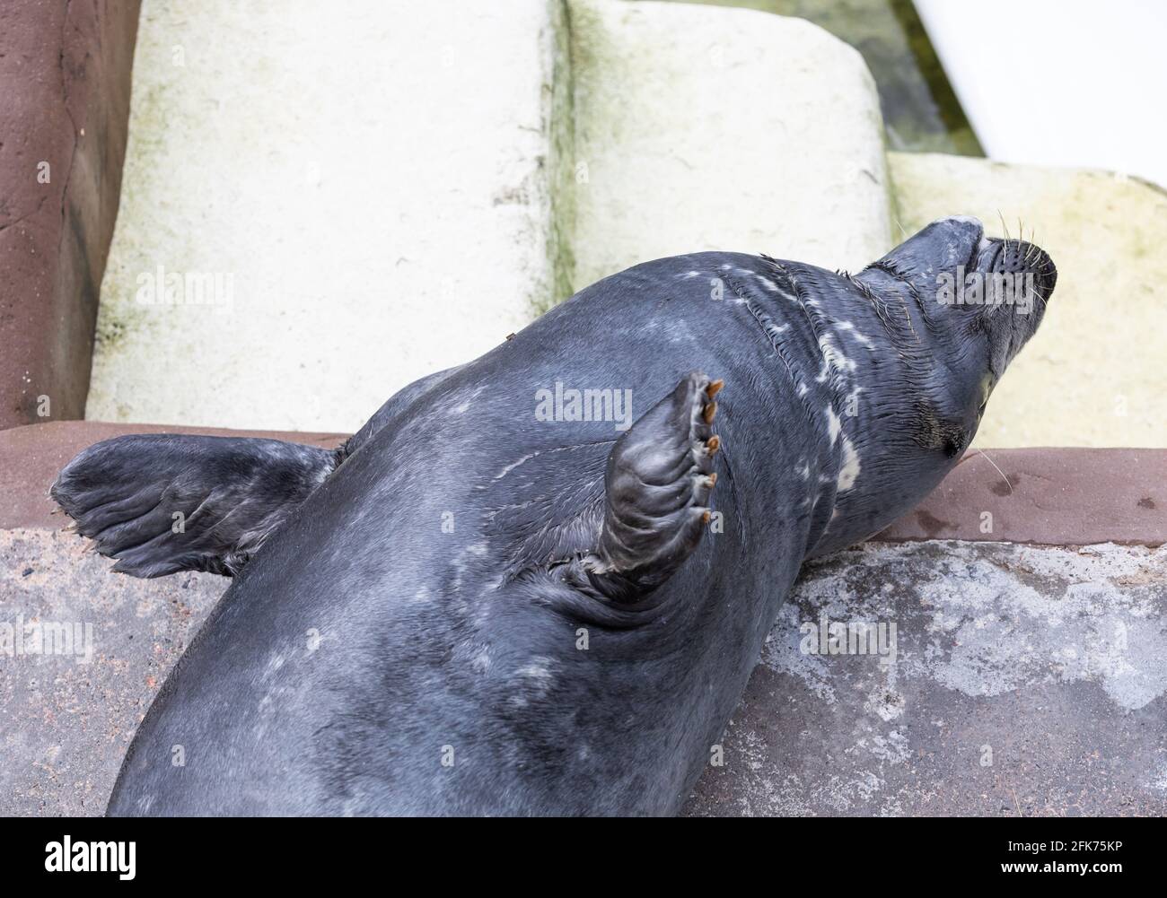 A Seal at The Cornish seal Sanctuary in Gweek which has been rescuing