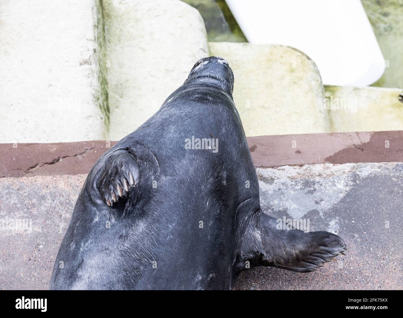 A Seal at The Cornish seal Sanctuary in Gweek which has been rescuing ...