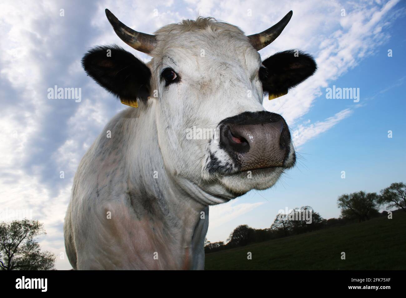 Portrait einer Kuh, Protrait of a cow Stock Photo