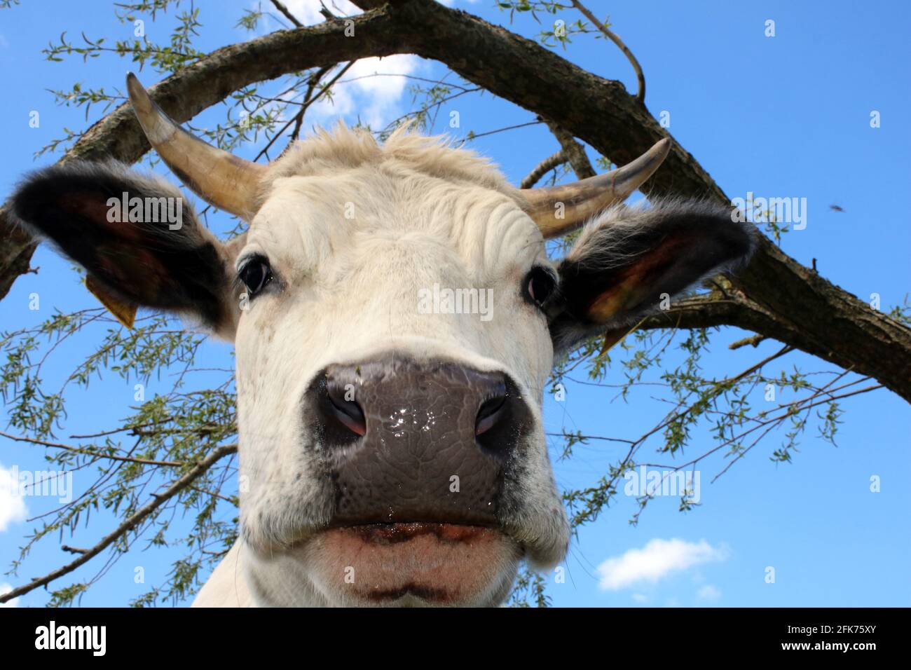 Portrait einer Kuh, Protrait of a cow Stock Photo