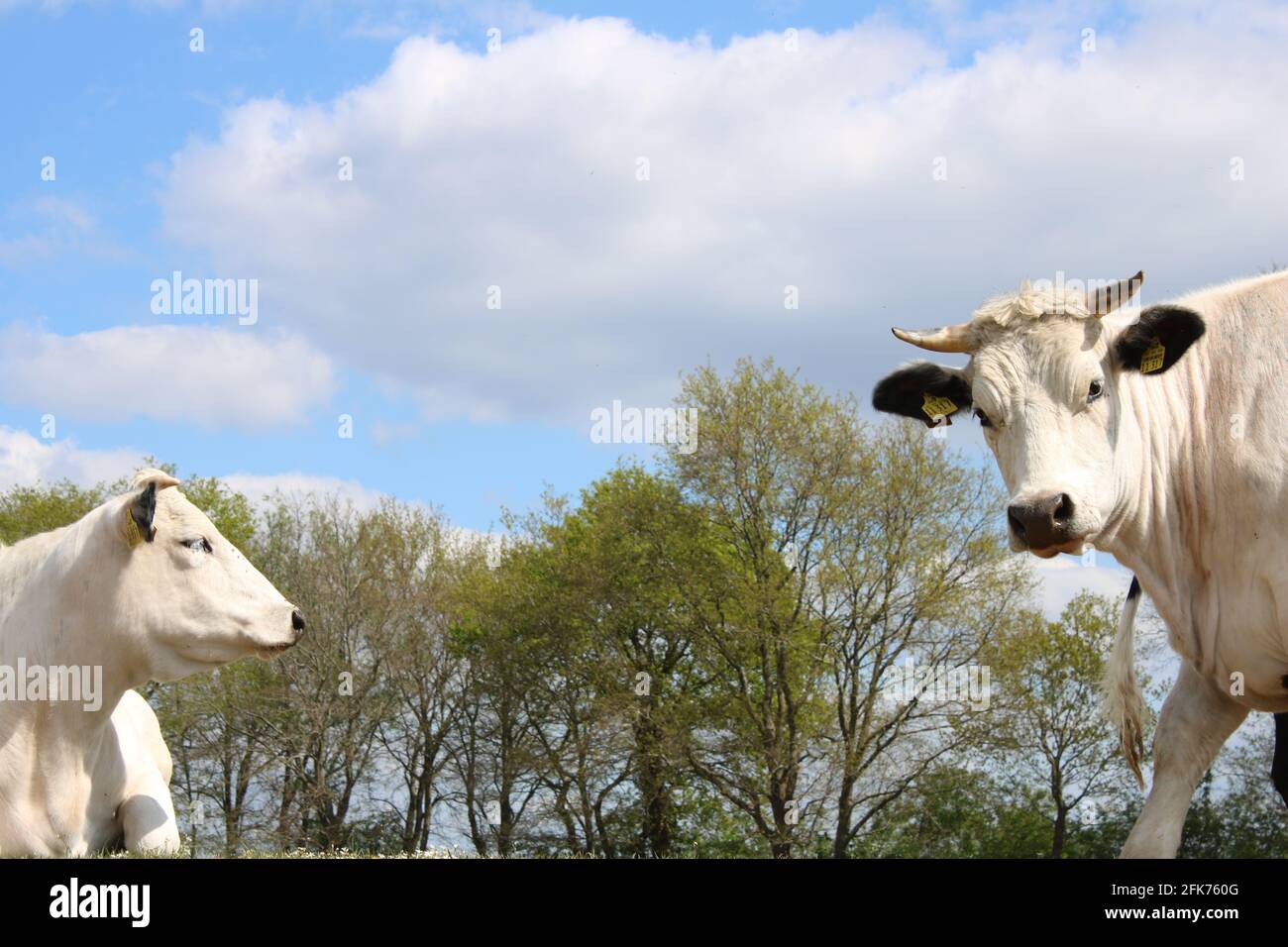 Kühe im Emsland auf einer Weide bei Meppen Stock Photo