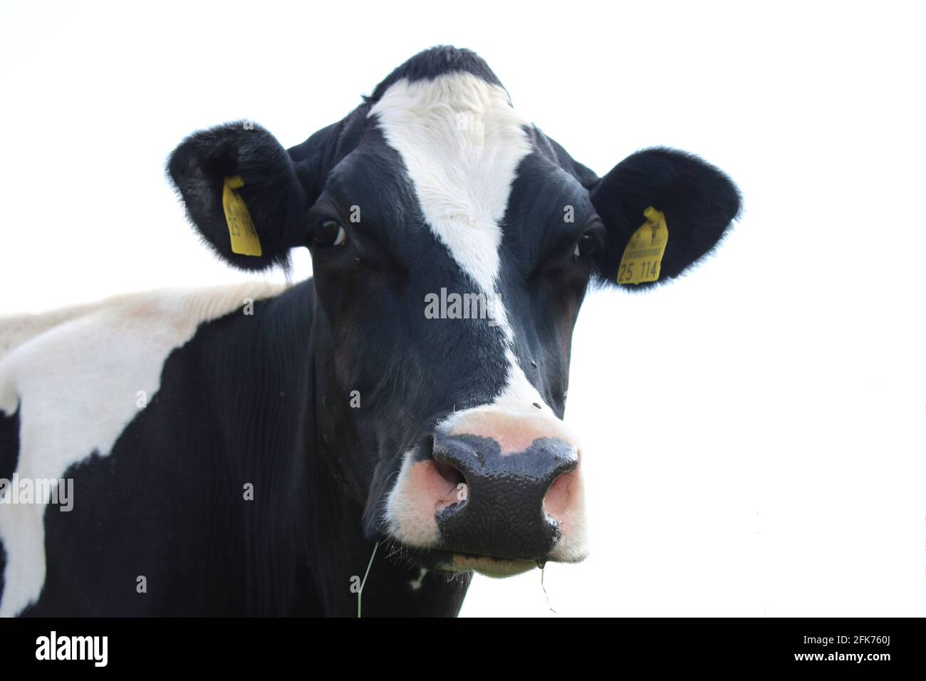 freigestellte Milchkuh/ Portrait of a cow Stock Photo