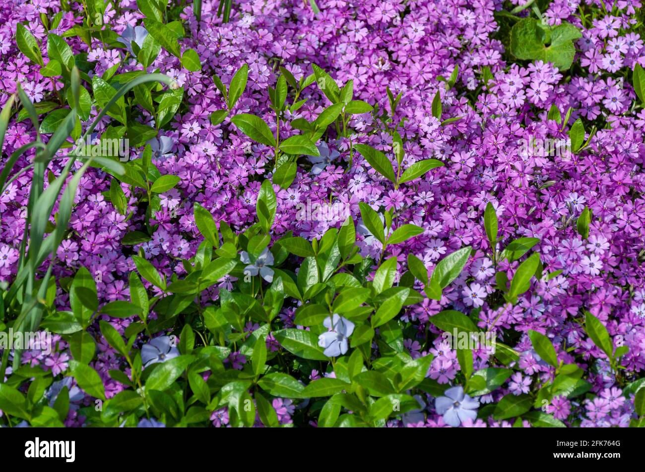 Small pink phlox flowers close up, bright wallpaper. Pink Moss Phlox