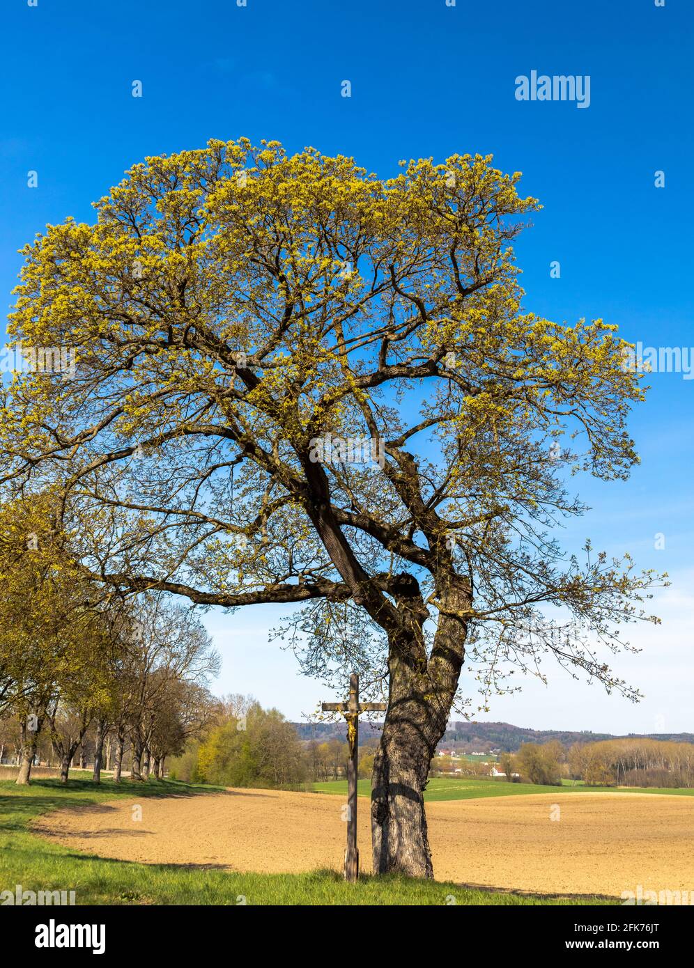 Old oak tree in spring hi-res stock photography and images - Alamy