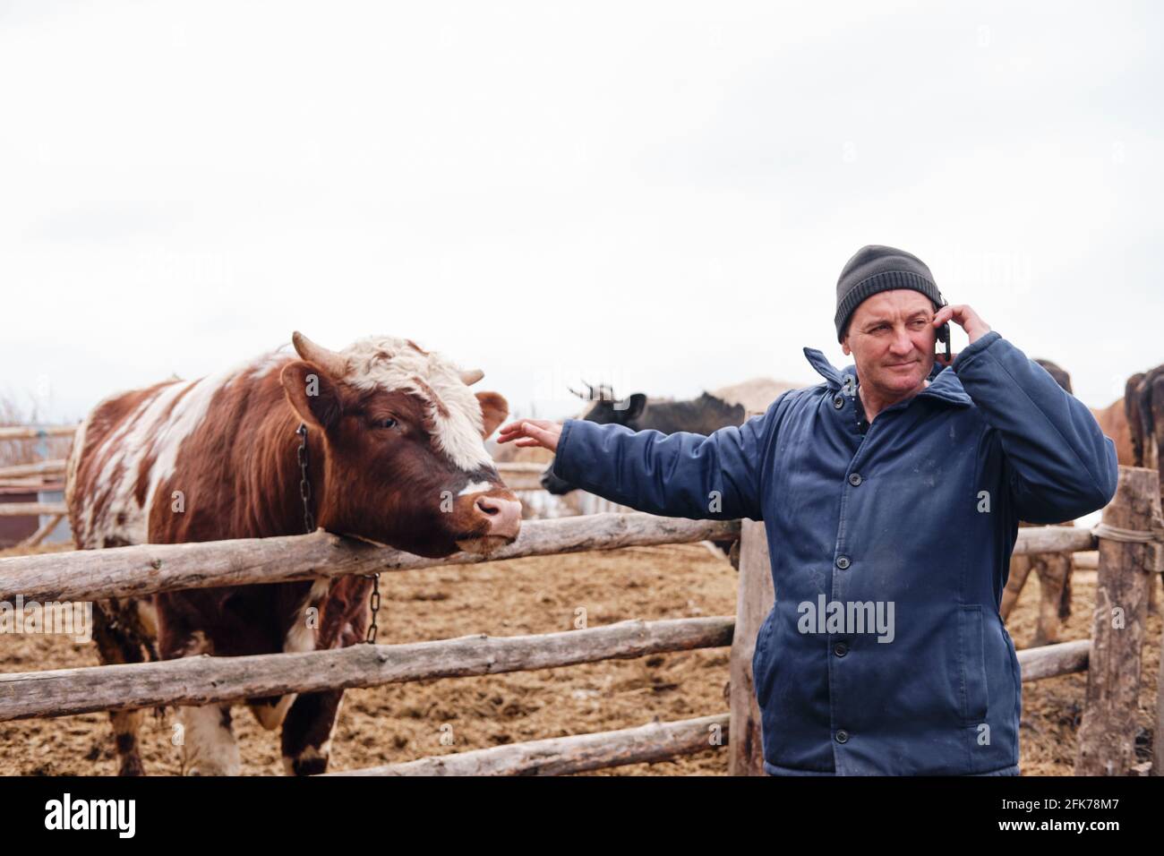 the farmer is talking on the phone and stroking the bull. Businessman in the village.cattle rancher Stock Photo