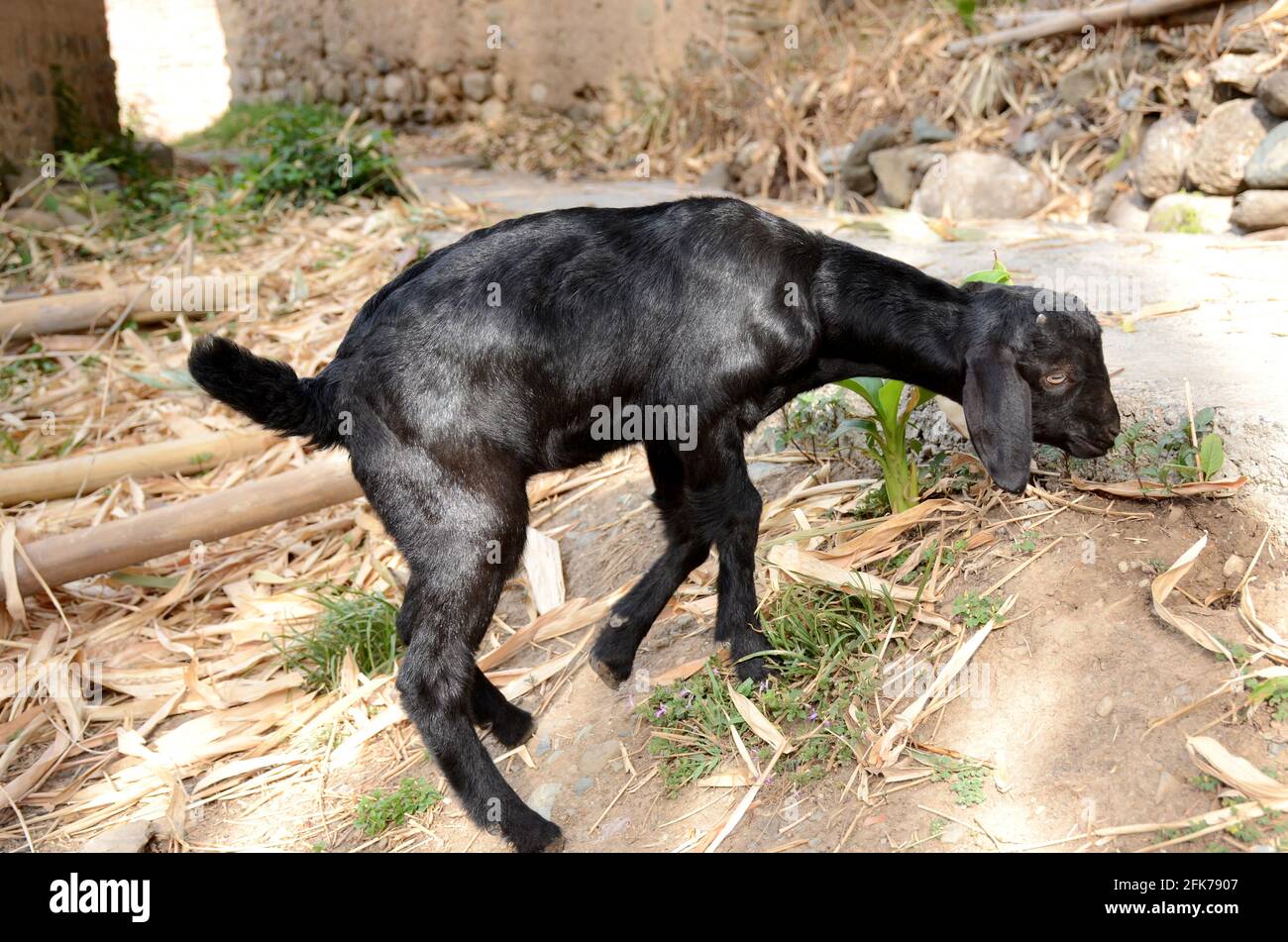 Small black goat kid eating gra Stock Photo