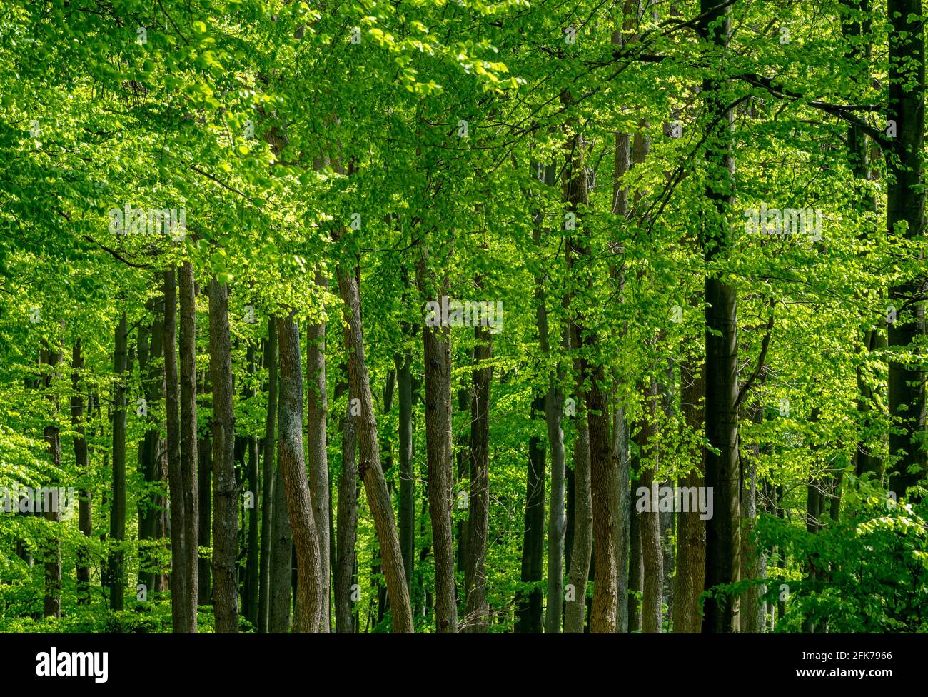 Beautiful forest spring hi-res stock photography and images - Alamy