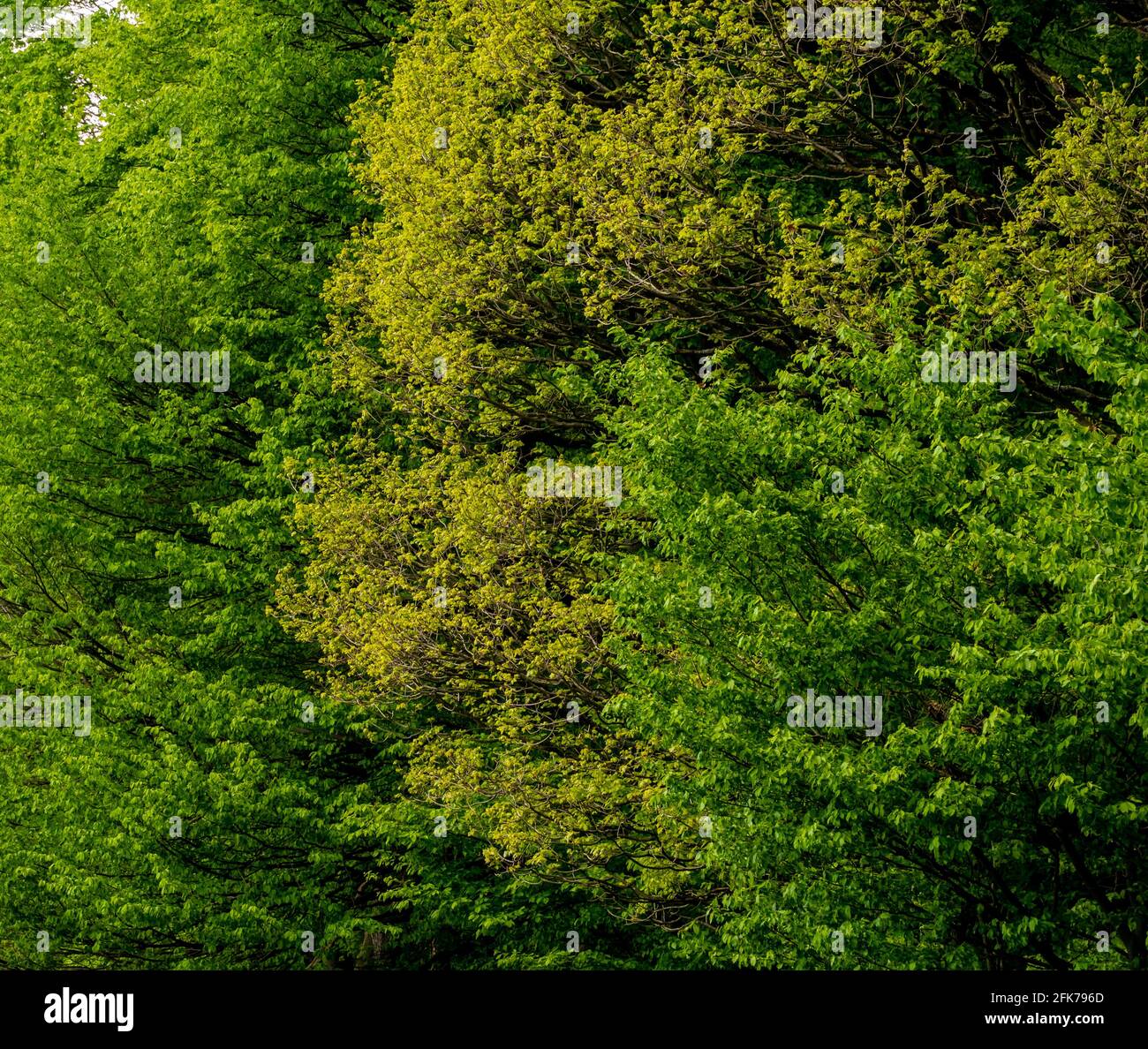 Beautiful forest spring hi-res stock photography and images - Alamy