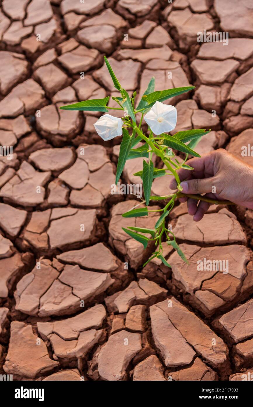 Small flower plant growing in dry soil with hand background Stock Photo