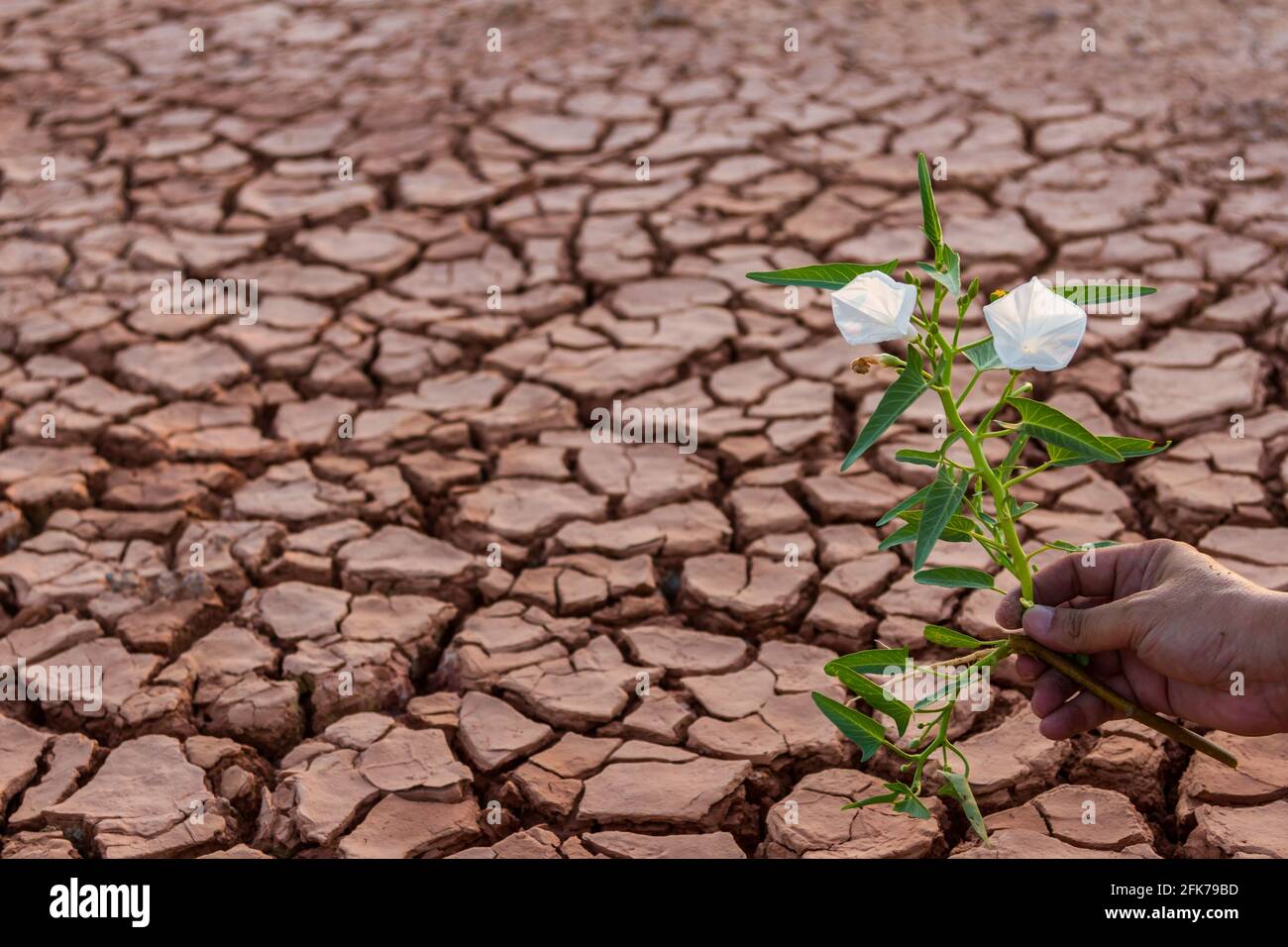 Small white flower plant growing in dry soil with hand background Stock Photo Alamy