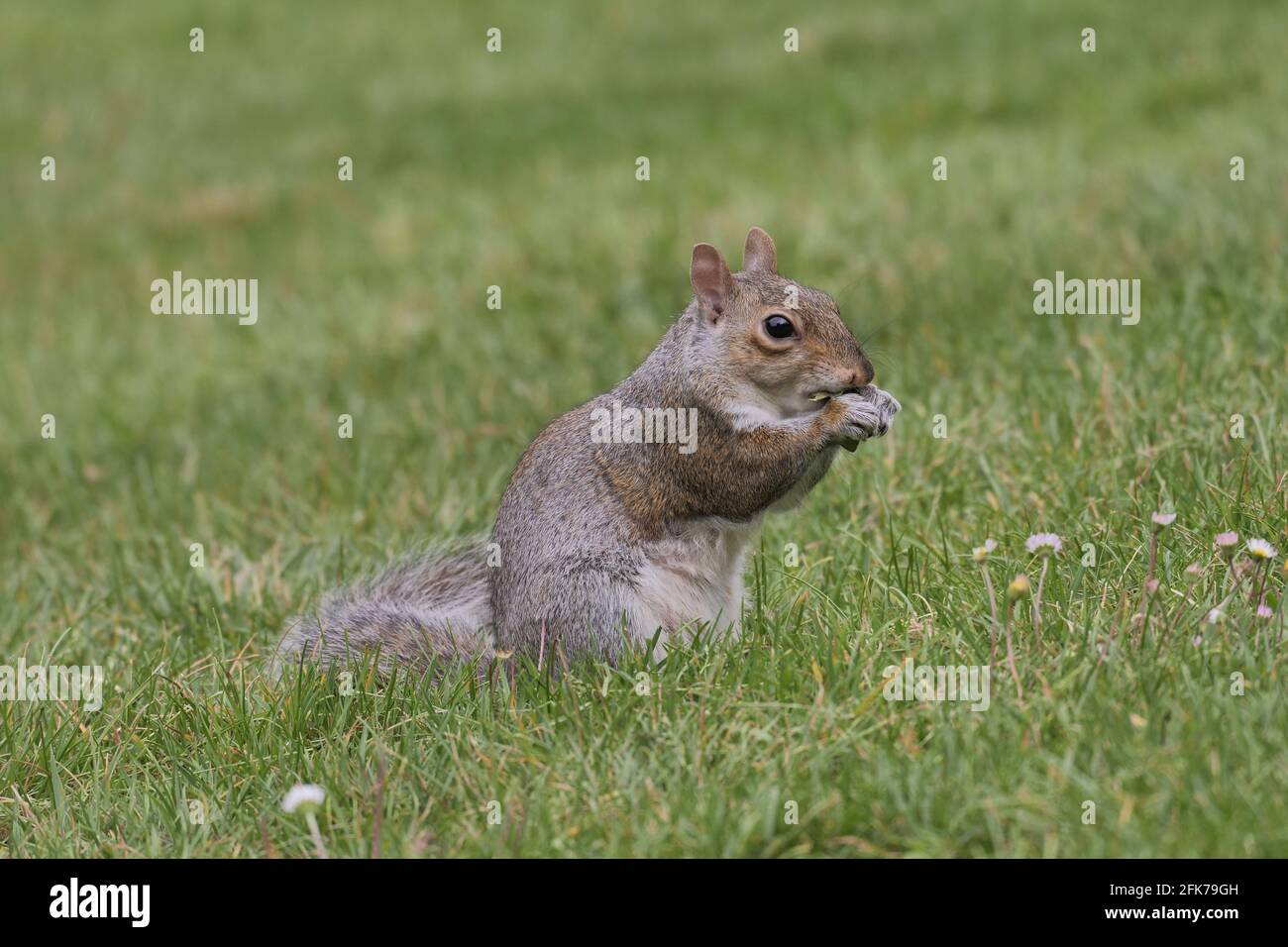 Squirrel in Villa Reale park, Monza, Italy Stock Photo