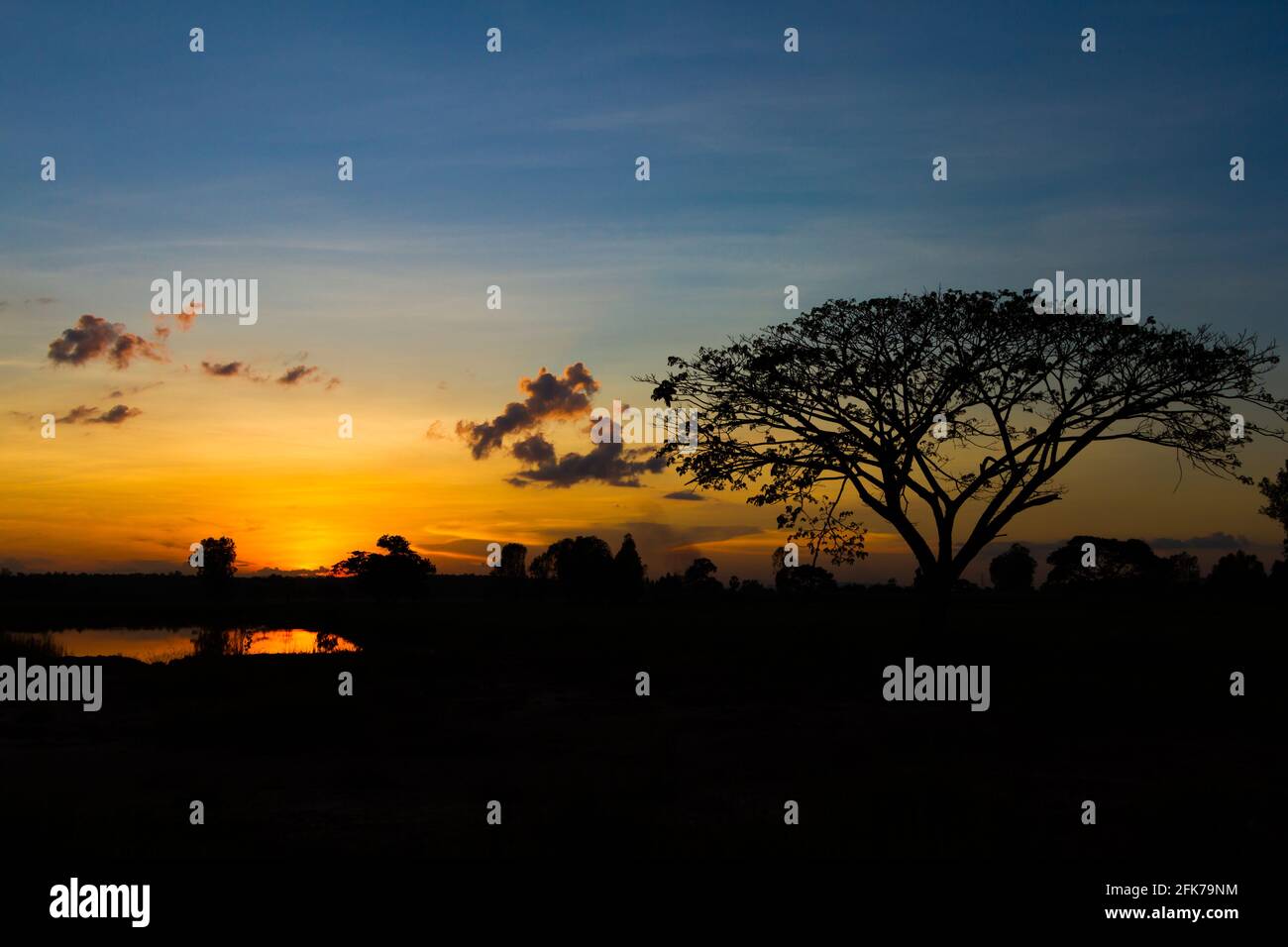 Big tree silhouette sunset sky background Stock Photo - Alamy
