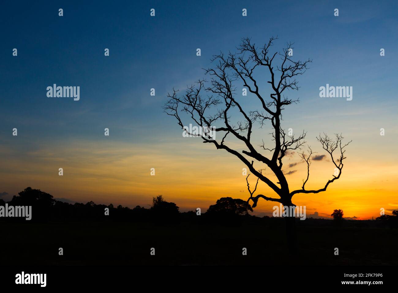 Big tree silhouette sunset sky background Stock Photo - Alamy