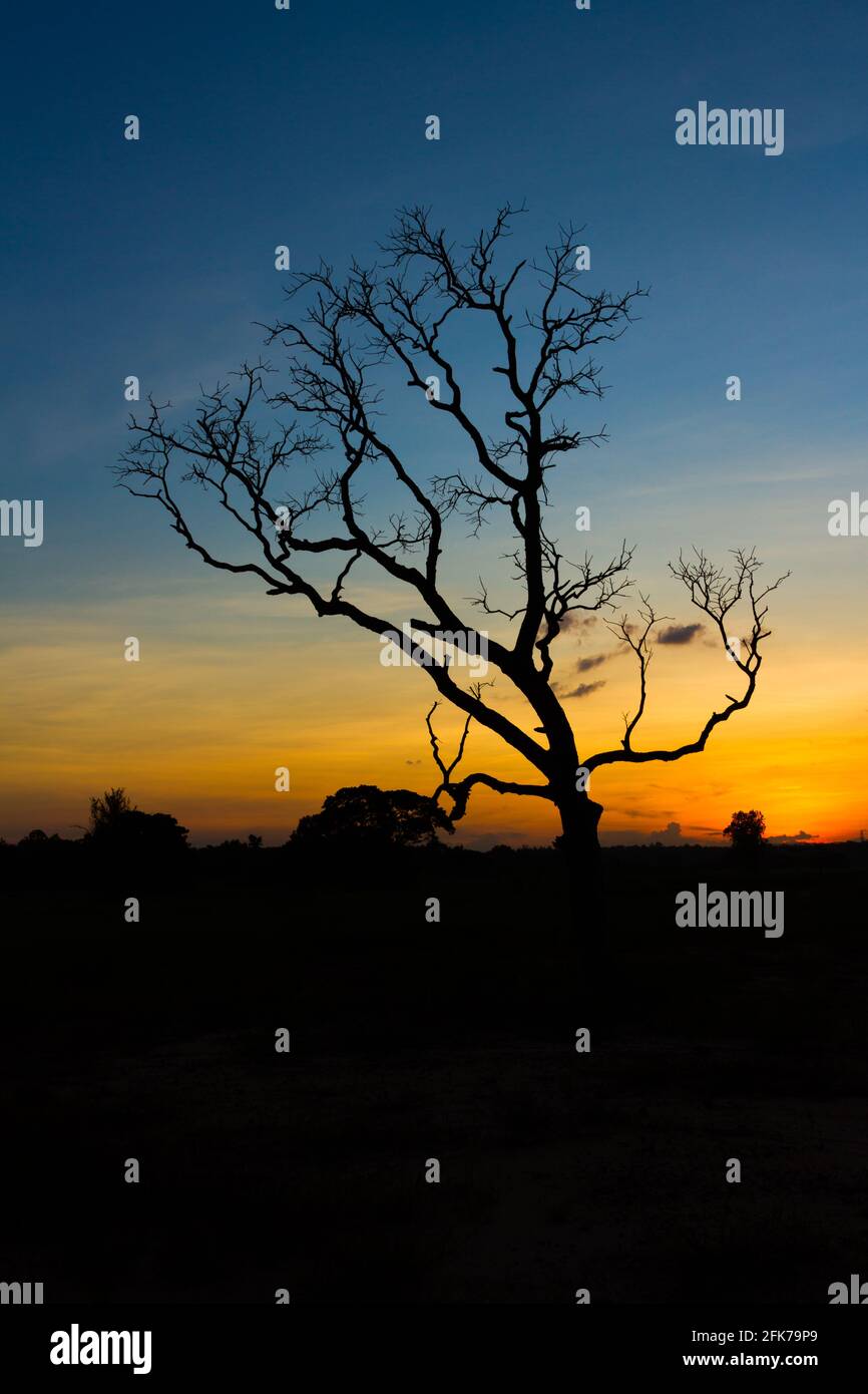 Big tree silhouette sunset sky background Stock Photo - Alamy