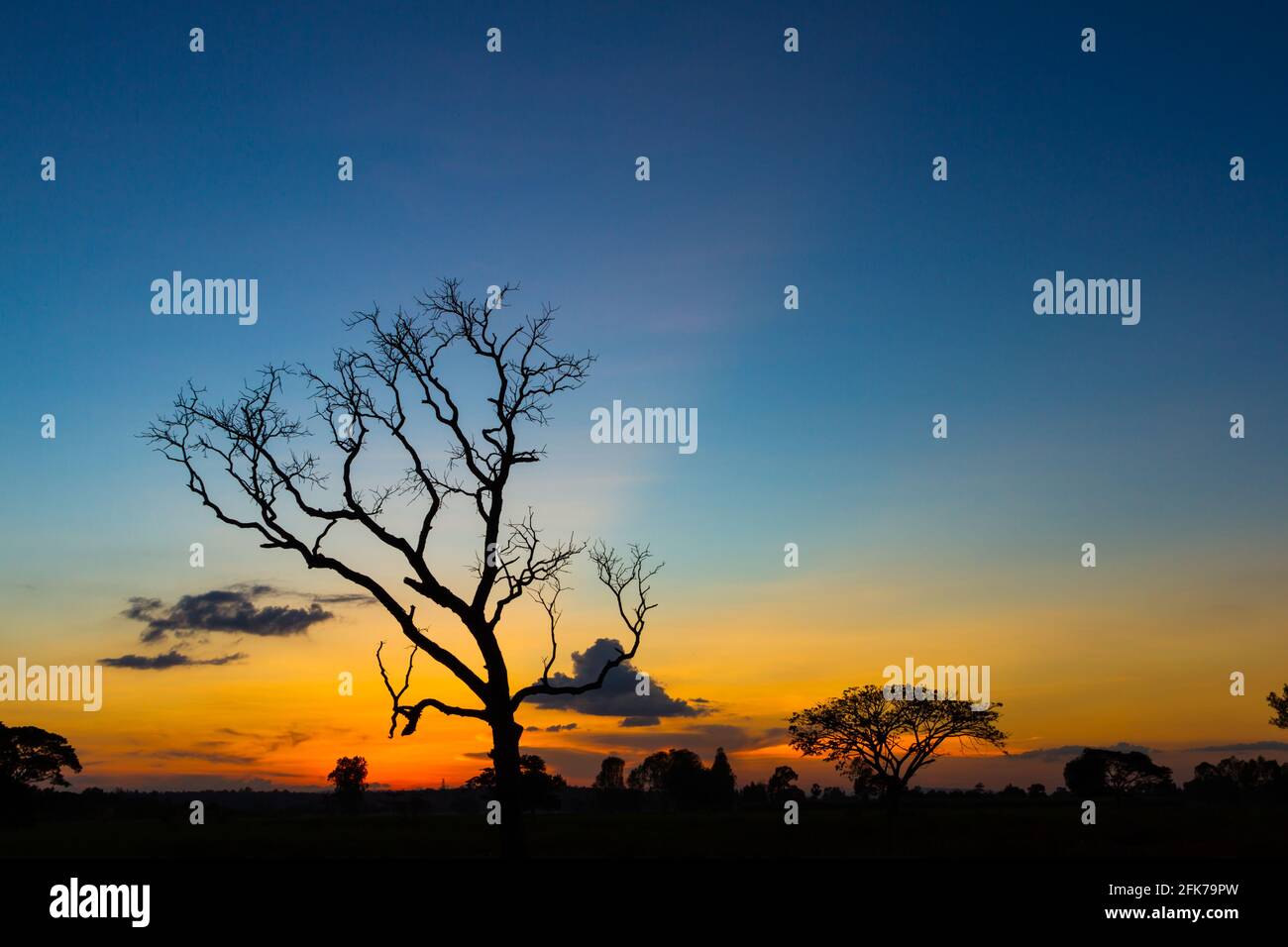 Big tree silhouette sunset sky background Stock Photo - Alamy