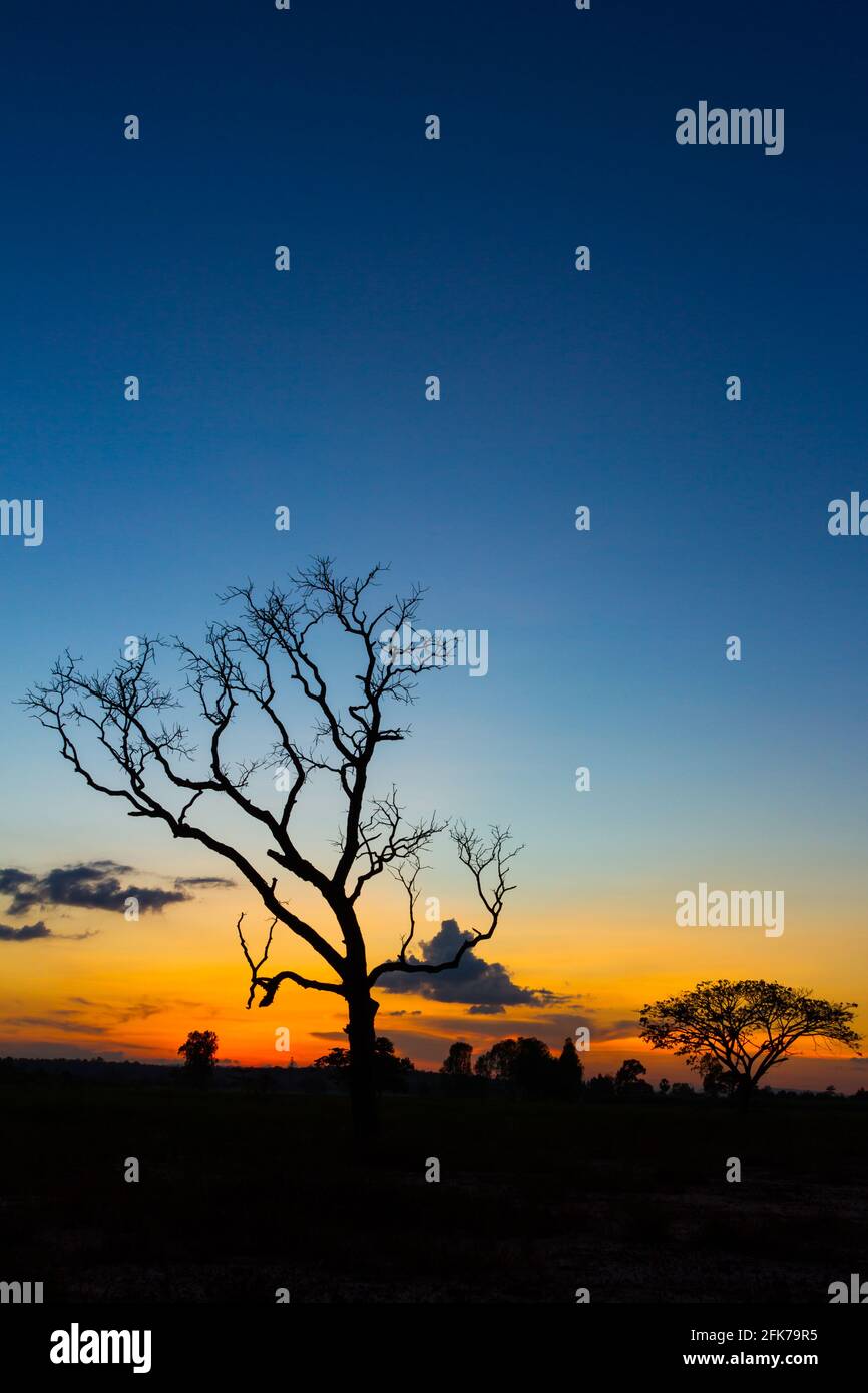 Big tree silhouette sunset sky background Stock Photo - Alamy