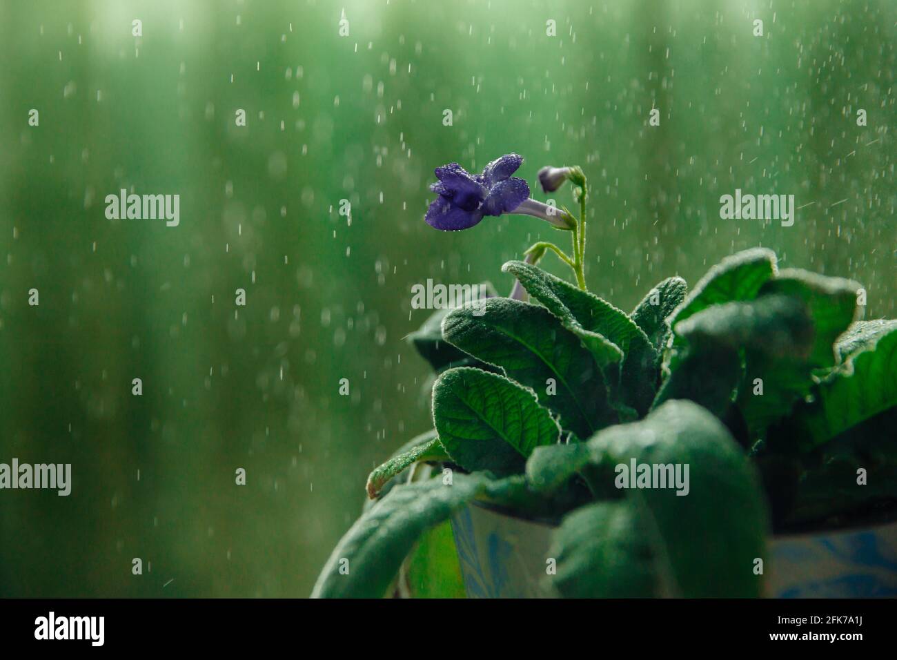 The purple flower of the house plant streptocarpus  Stock Photo