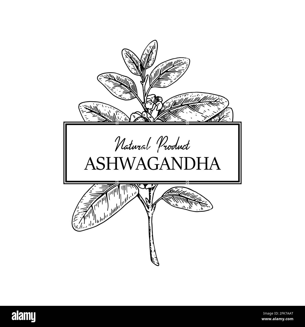 Hand drawn Ashwagandha design isolated on white background. Vector illustration in sketch style. Stock Vector