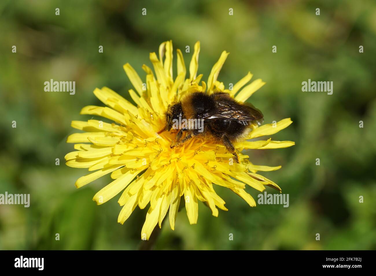 Cuckoo bumblebee family Apidae on the flower of common dandelion (Taraxacum officinale). Bombus sylvestris or Bombus norvegicus. Spring, Holland Stock Photo