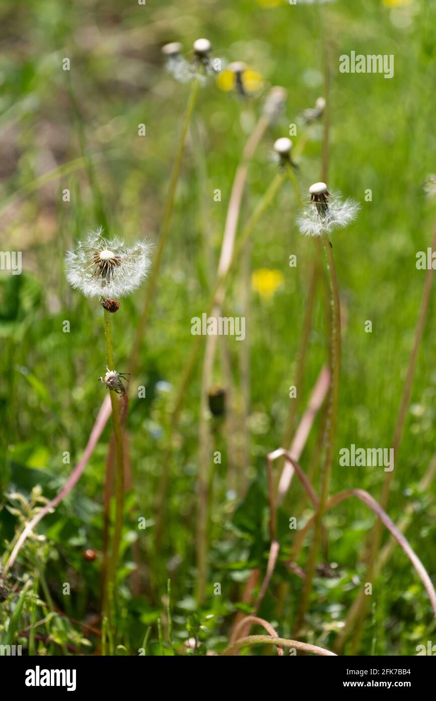 Mass of dandelion seeds hi-res stock photography and images - Alamy
