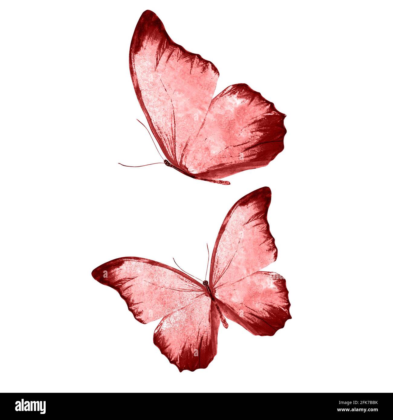 a set of beautiful red butterflies isolated on a white background